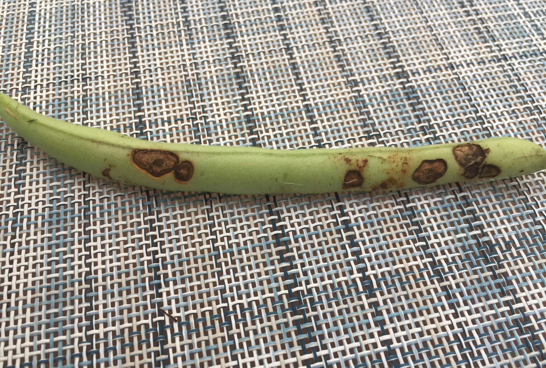 Bush bean